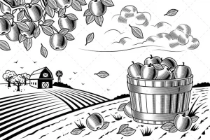 منظره سیاه و سفید برداشت سیب