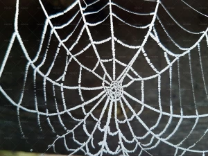 تصویر نشستن شبنم بر‌روی تار عنکبوت