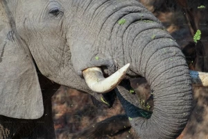 تصویر یک فیل درحال غذاخوردن