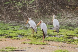 سه پرنده بزرگ در یک جنگل در کشور زامبیا