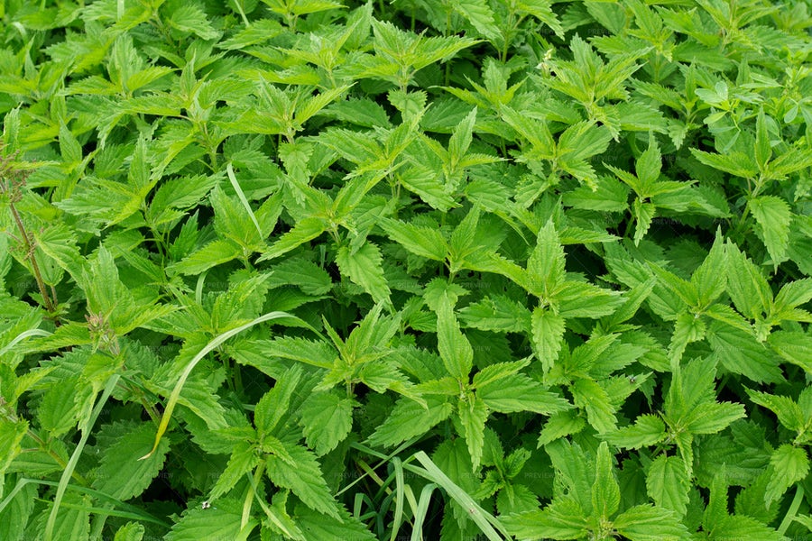 تصویر گزنه های بهاری سبز و شاداب