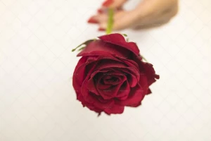 دست یک خانم که گل رز قرمز را نگه داشته است