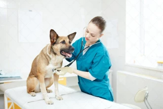 زن جوان در حال معاینه سگ با فونندوسکوپ در کلینیک دامپزشکی
